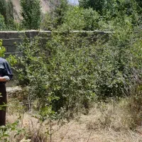 سرمایه گذاری در بهترین اب و هوا ۴۰ دقیقه ای تهران|فروش زمین و ملک کلنگی|آسارا, |دیوار