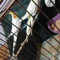 جفت ‌عروس‌هلندی