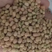 لوبیا آشی محلی 20کیلو به بالا 125ارسال هم دارم