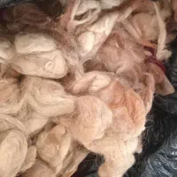 پشم گوسفند تمیز