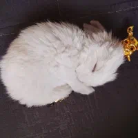 خرگوش بانمک|موش و خرگوش|مشهد, مصطفی خمینی|دیوار