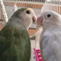 جفت کوتوله برزیلی