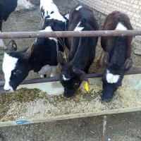 گوساله ماده