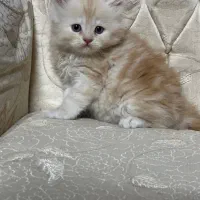 بچه گربه پرشین گلد|گربه|مشهد, شریف|دیوار