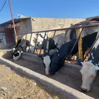 گاو شیری درجه یک|حیوانات مزرعه|نیشابور, شریعتی|دیوار