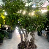 مرجع تخصصی گل گیاه لوکس و دکوراتیو