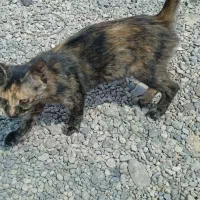 گربه خانگی