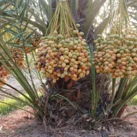 نخل للبیع فقط مشتری تماس واتساپ فیلم ارسالی موجود