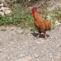 خروس سالم و سرحال