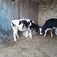 دوراس تلیسه ابستن|حیوانات مزرعه|دشتابی, |دیوار