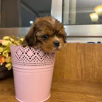 توله پاپی پامر خرسی|سگ|اصفهان, باغ کاران|دیوار