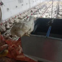 کار در مرغداری با دسمتزد بالا