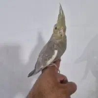 عروس هلندی دستی|پرنده|شیراز, جانبازان|دیوار
