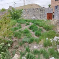 زمین داخل بافت در منطقه کردان برغان در روستای ورده|فروش زمین و ملک کلنگی|کوهسار (البرز), |دیوار