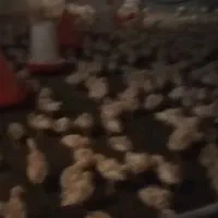 جوجه خروس گوشتی