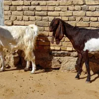 تی بز پاکستانی|حیوانات مزرعه|خرم‌آباد, |دیوار