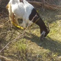 گوسفند فروشی