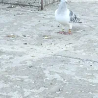 کبوتر شامی نر|پرنده|مینودشت, |دیوار