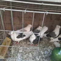 سرور بلند دوکت کاکلی|پرنده|اردکان, |دیوار