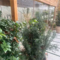 سالنکار نگهبان نیروی ساده