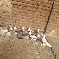 جوجه دوکت پاپر