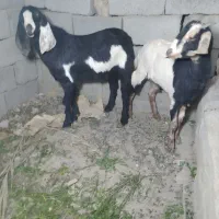 پاچن نسل دار وماده نسلی چهارقلو|حیوانات مزرعه|سراوان, |دیوار