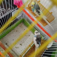 مرغ عشق جفت