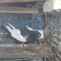 کبوتر سینه ای درشت|پرنده|اهواز, ۳۰ متری|دیوار