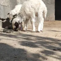 بره نر ماده سنجابی اصیل در میراباد