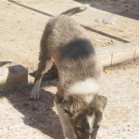 توله خراسانی|سگ|یزد, |دیوار