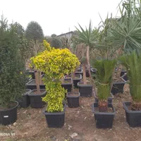 طرح نخل خرما بچه نخل|گل و گیاه طبیعی|اهواز, پردیس|دیوار
