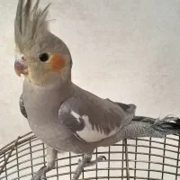 جوجه عروس هلندی