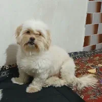 فروش طوله سگ 1سال۴ماه سنش ماده هست