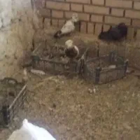 کفتر|پرنده|تهران, شهرک غرب|دیوار