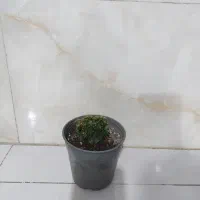 گل صخره ای