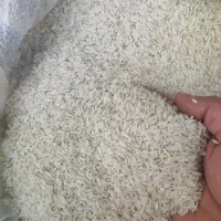 برنج کشت درود