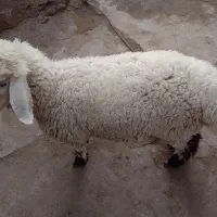 بره نر زنده باسکول .زنده وزن