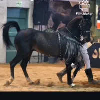 کره مادیون 26ماهه کره هارای