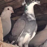 کفترشازده پرشی جوجه ساره|پرنده|آشخانه, |دیوار