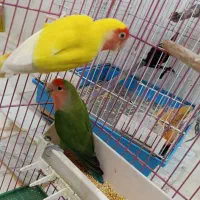 طوطی برزیلی جفت کار داده