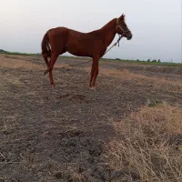 اسب نر جوان