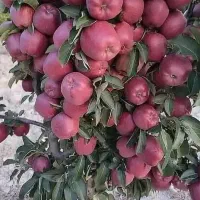 نهالستان صنوبر و میوه بادام گردو|خدمات باغبانی و درختکاری|قروه, |دیوار