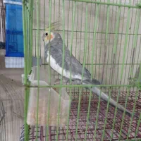 عروس هلندی|پرنده|یزد, |دیوار