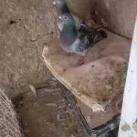 پلاکی گمشده|حیوانات|دورود, |دیوار