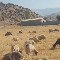 میش یا گوسفند