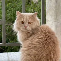 گربه ی  گمشده