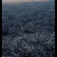 جمع آوری نوارتیپ ضایعاتی ازمزارع. یاره. یاره