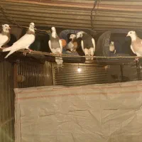 کفتر طوقی جوجه برهما جوجه سلطان فنچ