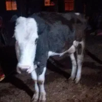 گاو و گوساله سیمینتال