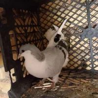 کبوتر نیم چپ شصتی|پرنده|اسفرورین, |دیوار